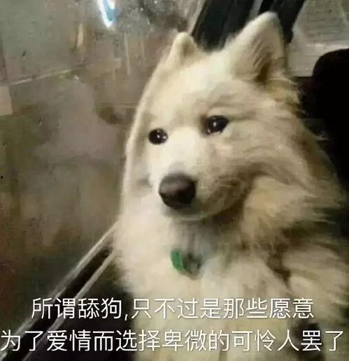 吃瓜群众和舔狗的区别,揭秘网络社交中的两种极端心态
