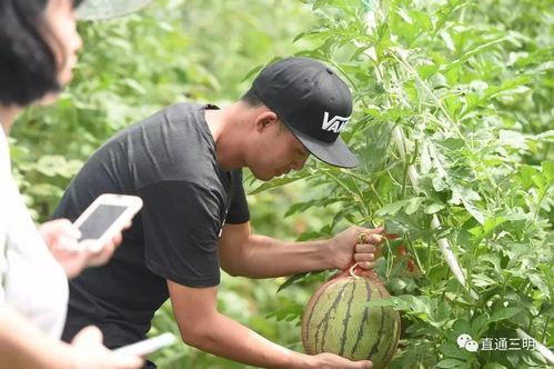 油城吃瓜群众事件真相,揭开真相背后的真相