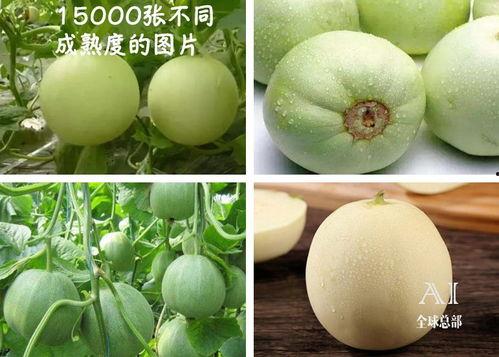 吃瓜群众福西西,吃瓜群众的欢乐盛宴