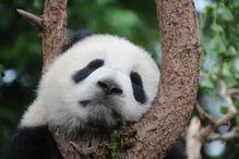 熊猫伴我行吃瓜群众,吃瓜群众眼中的趣味生活